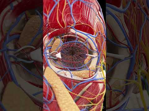 👁️ Unveiling the Nerves and Blood Vessels of the Eye 👁️